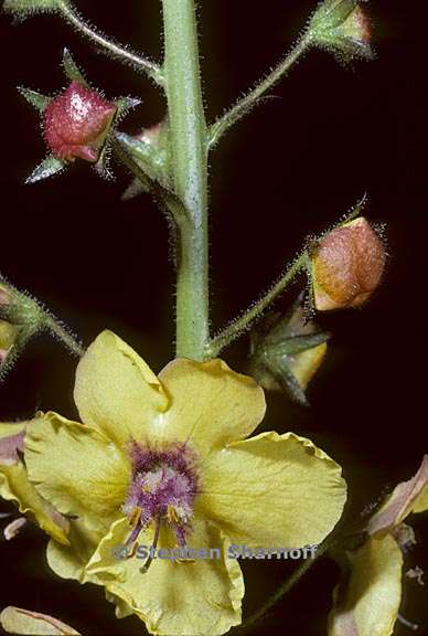 verbascum blattaria 1 graphic